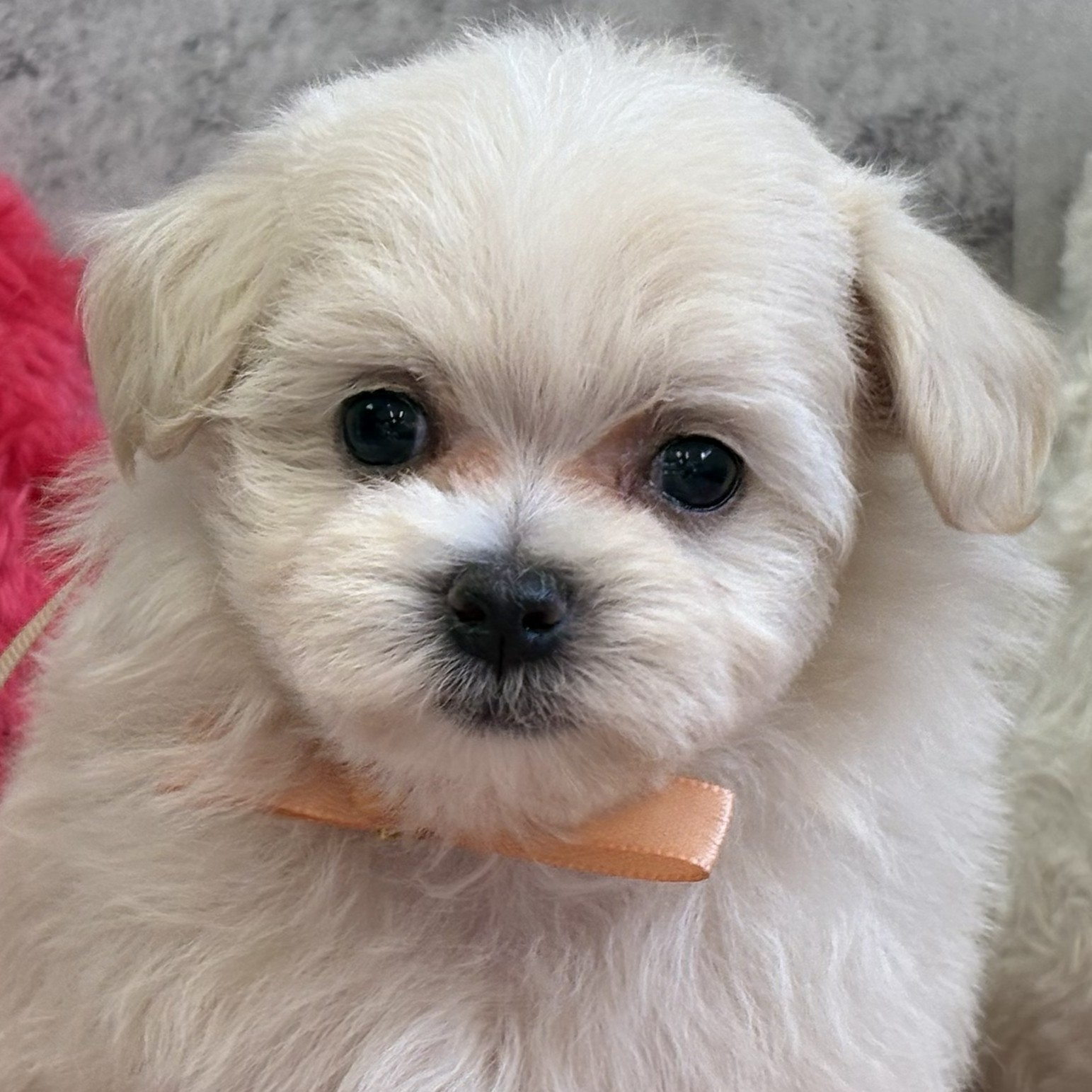 福井県のマルプー(マルチーズ×プードル) (犬の家＆猫の里アミーゴ福井大和田店/2026年2月4日生まれ/女の子/クリームホワイト)の子犬
