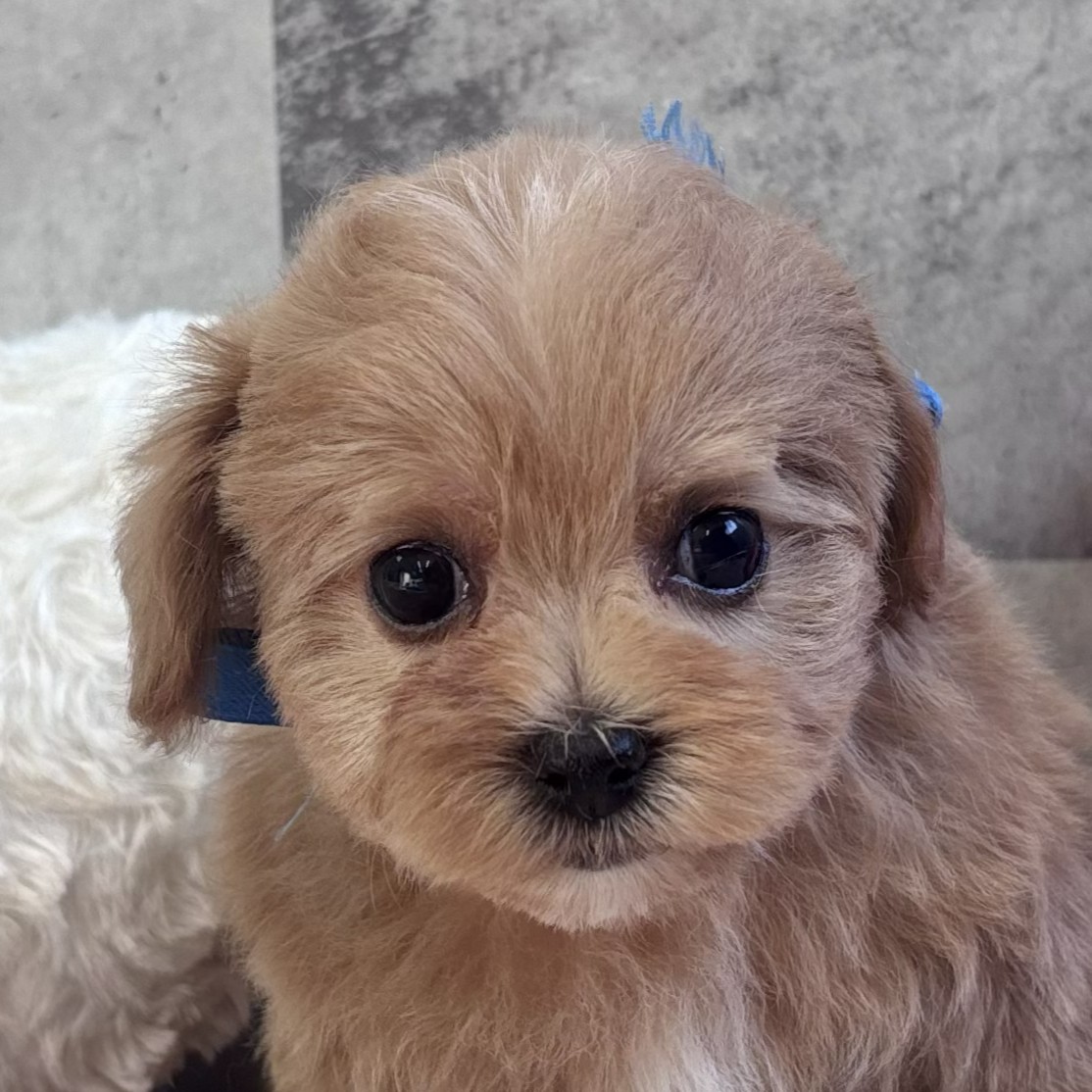 兵庫県のマルプー(マルチーズ×プードル) (犬の家＆猫の里ニッケパークタウン加古川店/2026年2月4日生まれ/女の子/アプリコットホワイト)の子犬