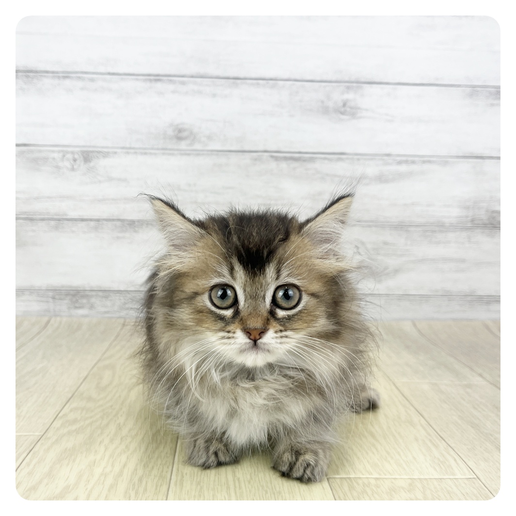 愛知県のマンチカン (犬の家＆猫の里七宝店/2026年1月25日生まれ/女の子/ブラウンパッチドタビーホワイト)の子猫