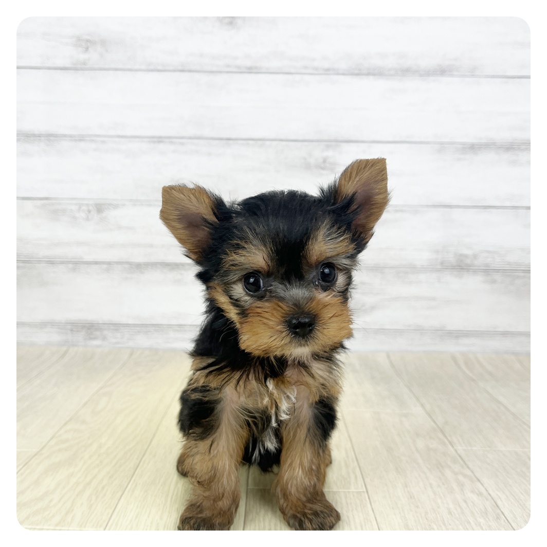 愛知県のヨークシャーテリア (犬の家＆猫の里一宮店/2026年2月2日生まれ/男の子/スチールブルータン)の子犬