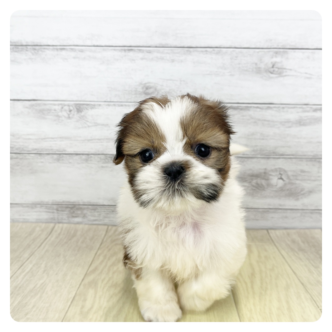 愛知県のシーズー (犬の家＆猫の里MiO香久山店/2026年2月1日生まれ/女の子/ゴールドホワイト)の子犬
