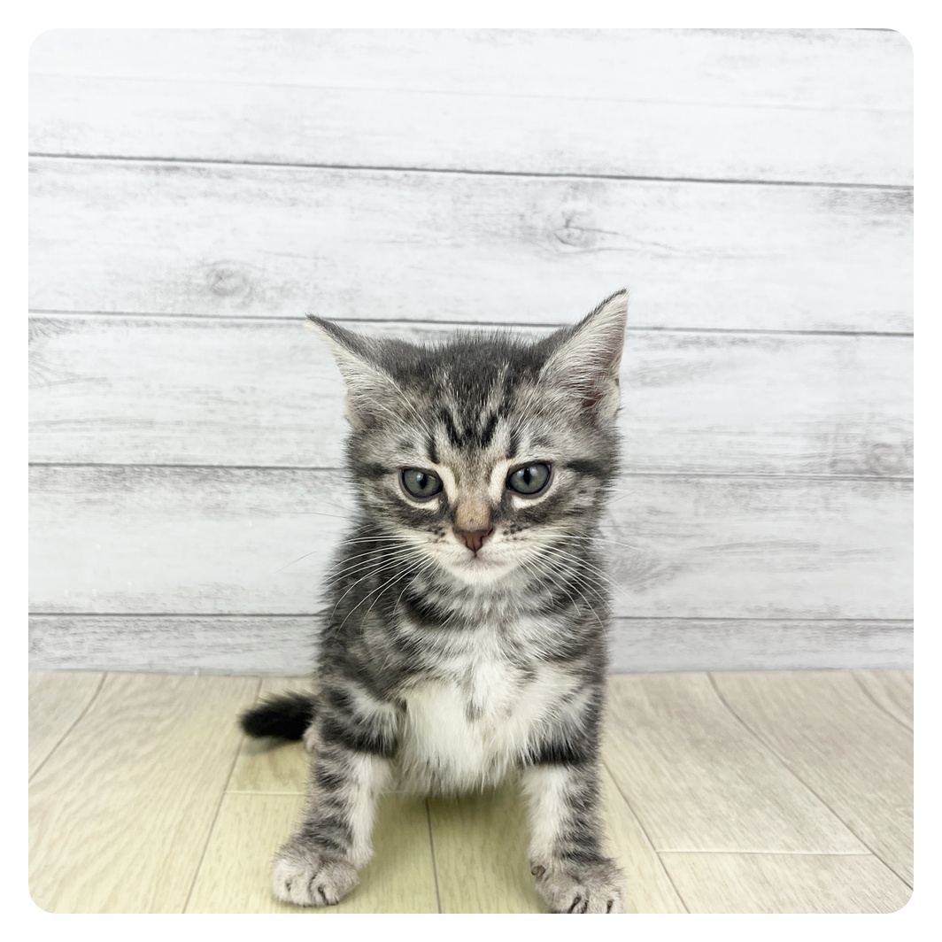 愛知県のアメリカンショートヘアー (犬の家＆猫の里一宮店/2026年2月3日生まれ/男の子/シルバータビー)の子猫