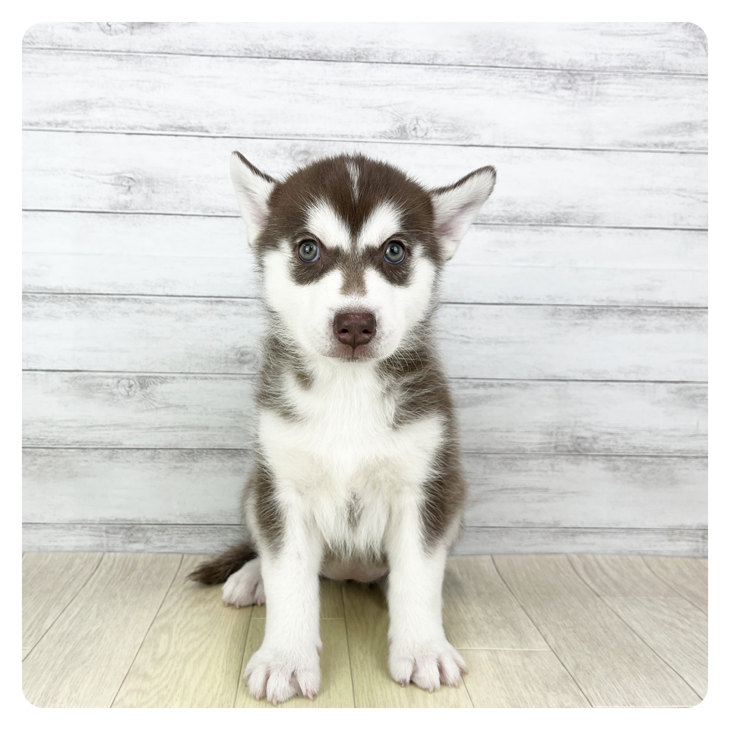 愛知県のシベリアンハスキー (犬の家＆猫の里七宝店/2026年2月4日生まれ/女の子/チョコレートホワイト)の子犬