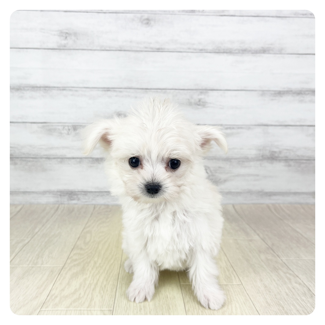 愛知県のチワマル/マルチワ(チワワ×マルチーズ) (犬の家＆猫の里七宝店/2026年2月3日生まれ/女の子/ホワイト)の子犬