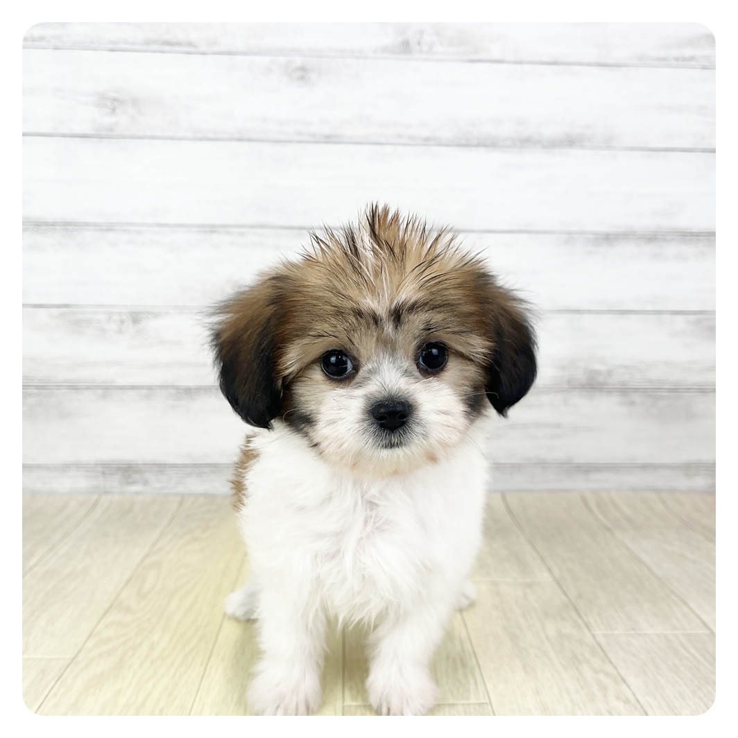 愛知県のハーフ犬・ミックス犬 (犬の家＆猫の里MiO香久山店/2026年2月3日生まれ/女の子/ホワイトブラウン)の子犬