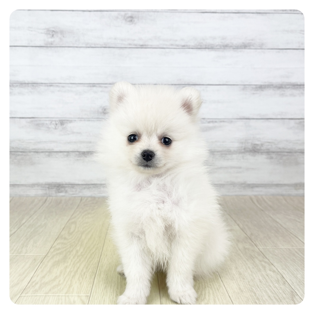 愛知県のポメラニアン (犬の家＆猫の里MiO香久山店/2026年2月4日生まれ/女の子/クリーム)の子犬