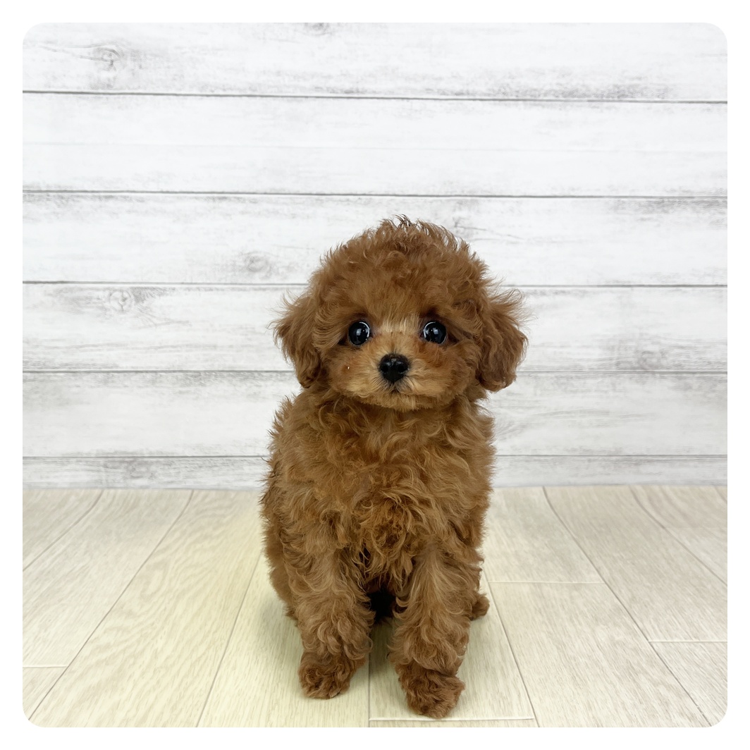 愛知県のトイプードル(タイニー) (犬の家＆猫の里MiO香久山店/2026年1月29日生まれ/女の子/レッドフォーン)の子犬