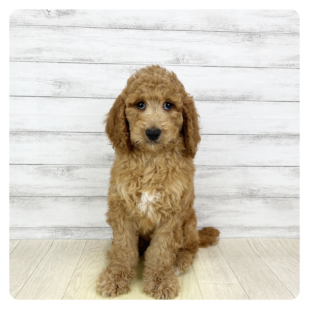 愛知県のスタンダードプードル (犬の家＆猫の里一宮店/2026年2月2日生まれ/女の子/レッド)の子犬