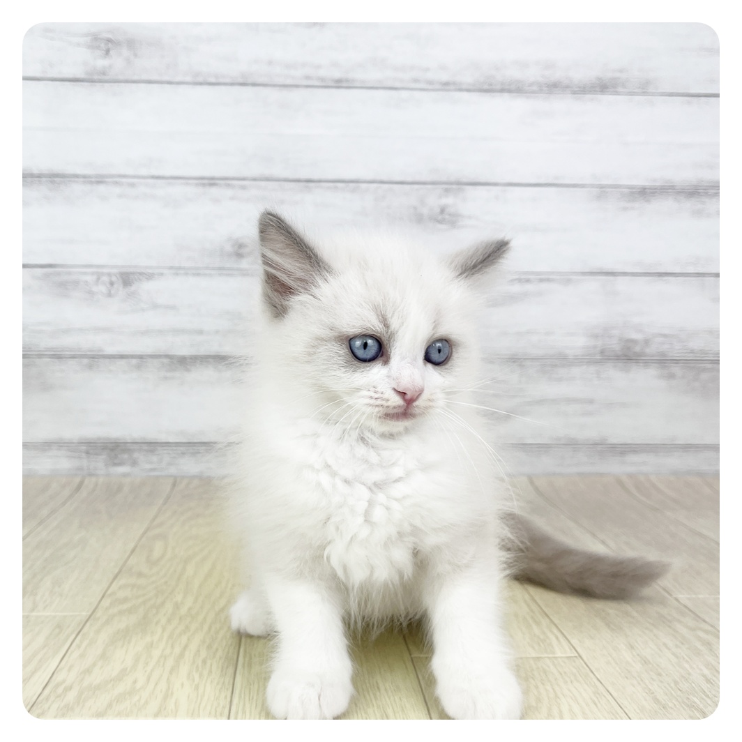 愛知県のラグドール (犬の家＆猫の里春日井本店/2026年1月28日生まれ/女の子/ブルーポイントバイカラー)の子猫