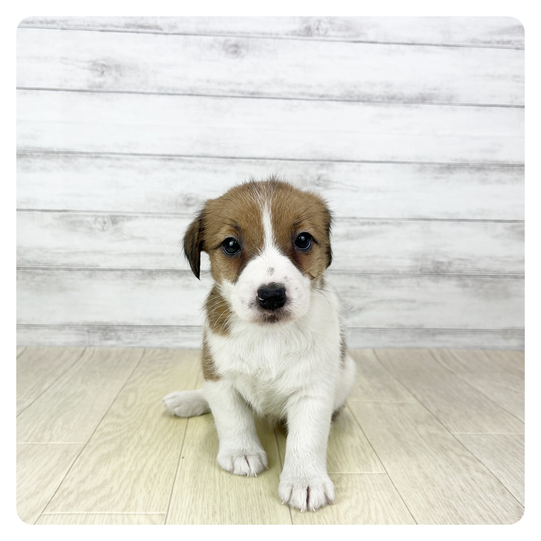 愛知県のジャックラッセルテリア (犬の家＆猫の里一宮店/2026年2月4日生まれ/女の子/タンホワイト)の子犬