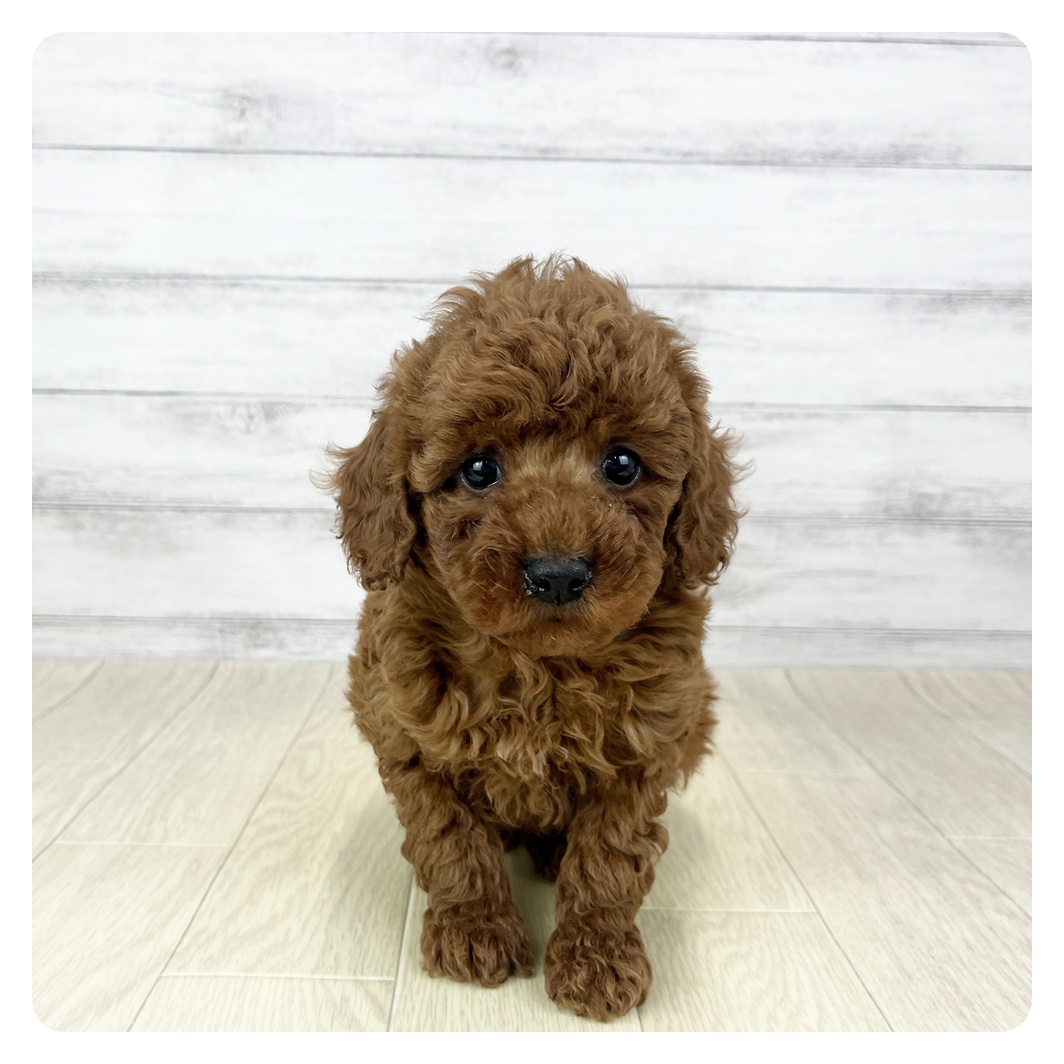 愛知県のトイプードル(トイ) (犬の家＆猫の里一宮店/2026年1月28日生まれ/男の子/レッド)の子犬