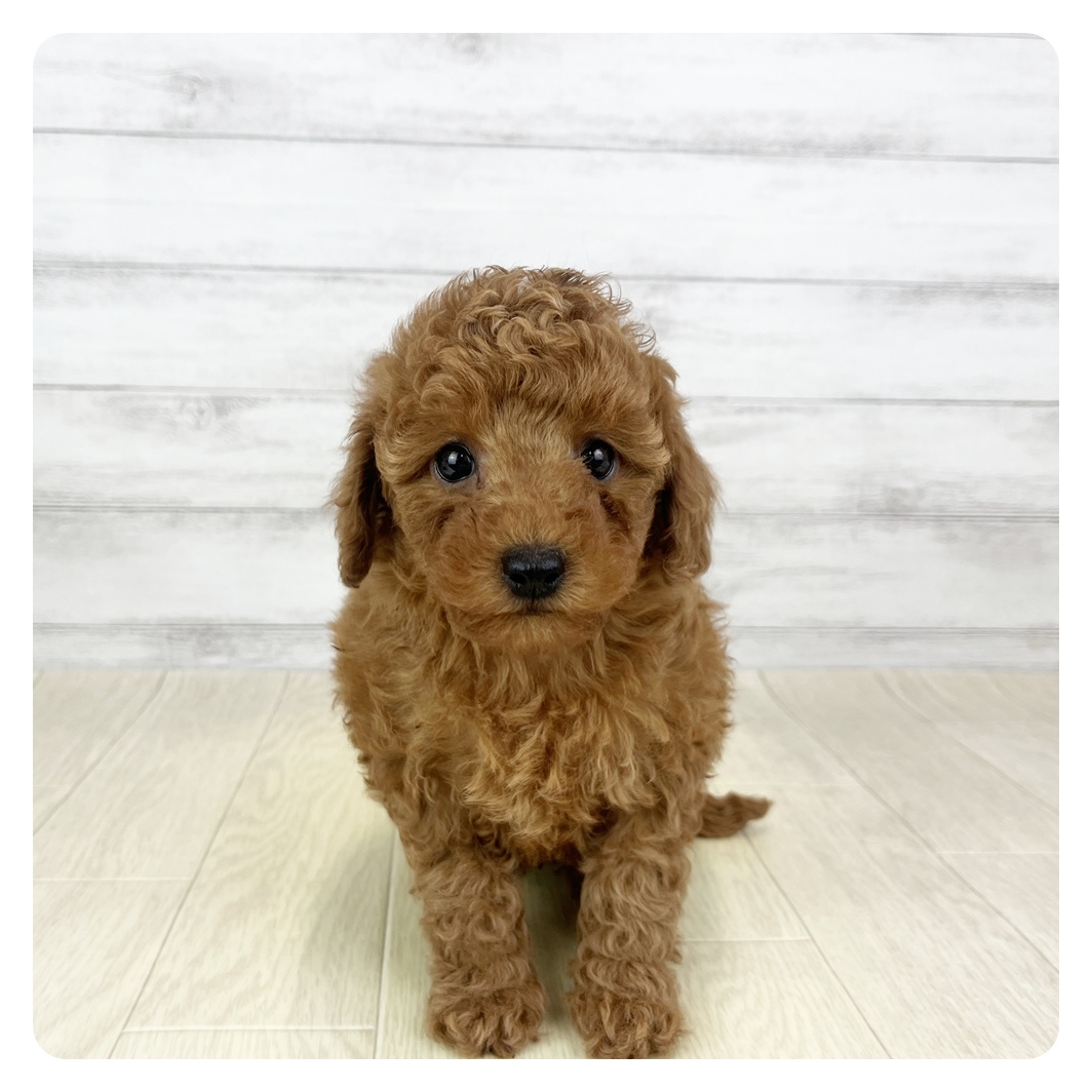 三重県のトイプードル(トイ) (犬の家＆猫の里三重桑名店/2026年2月1日生まれ/女の子/レッドフォーン)の子犬