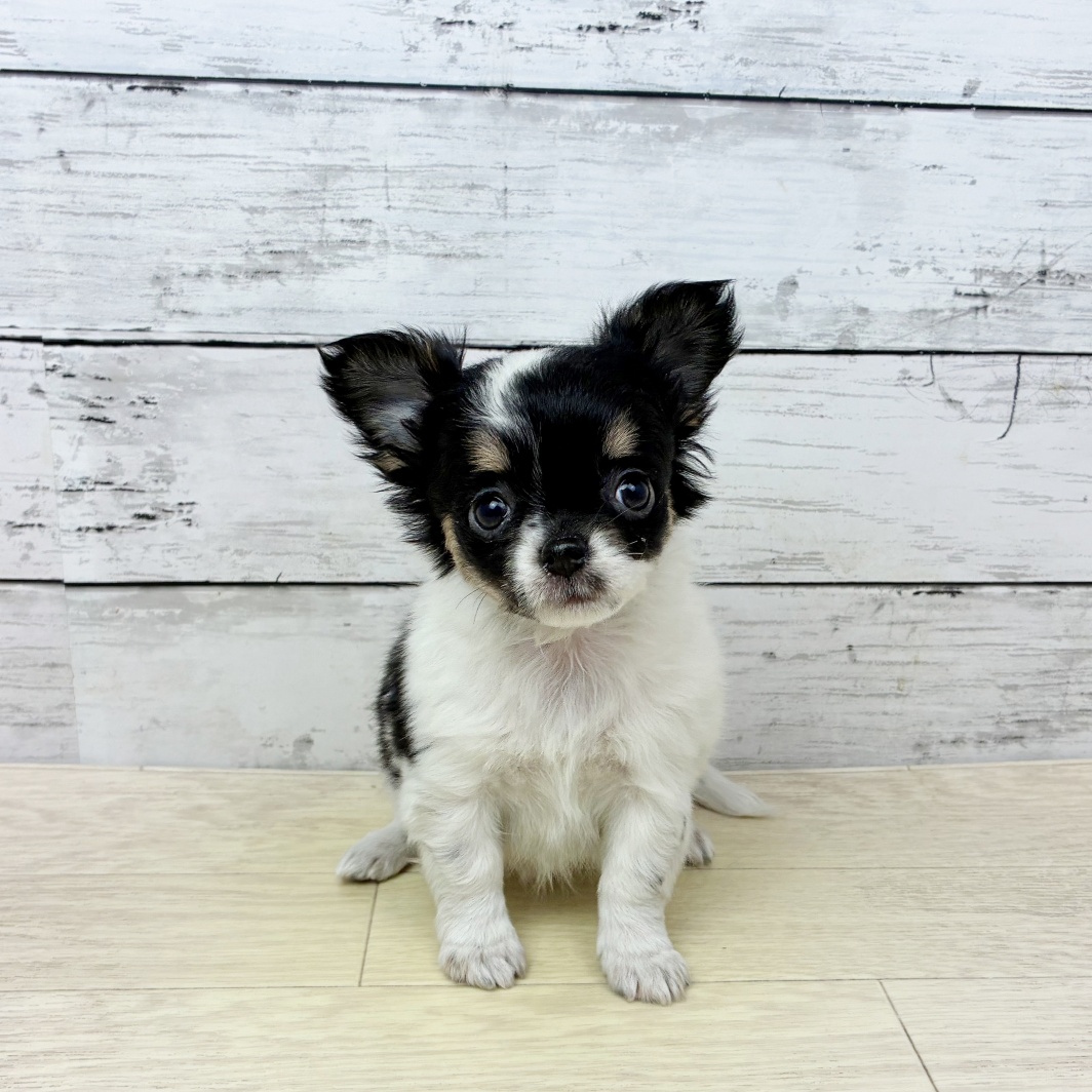 滋賀県のチワワ(ロング) (犬の家＆猫の里長浜店/2026年2月3日生まれ/女の子/ブラックタンホワイト)の子犬