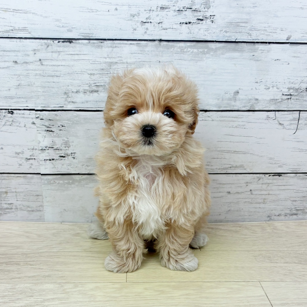 滋賀県のマルプー(マルチーズ×プードル) (犬の家＆猫の里長浜店/2026年2月4日生まれ/男の子/クリーム)の子犬