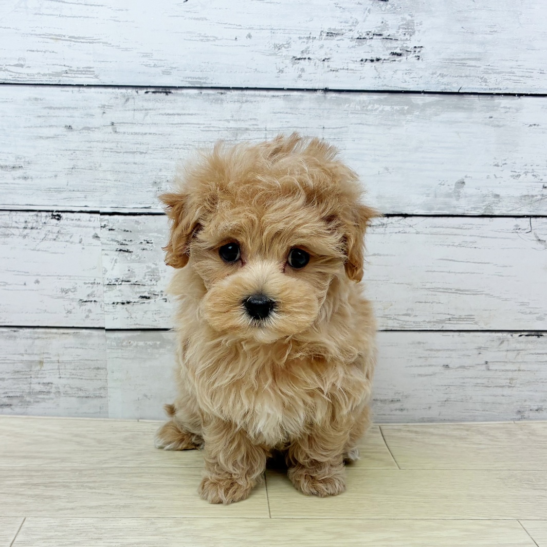 兵庫県のマルプー(マルチーズ×プードル) (犬の家＆猫の里川西店/2026年2月4日生まれ/女の子/クリーム)の子犬