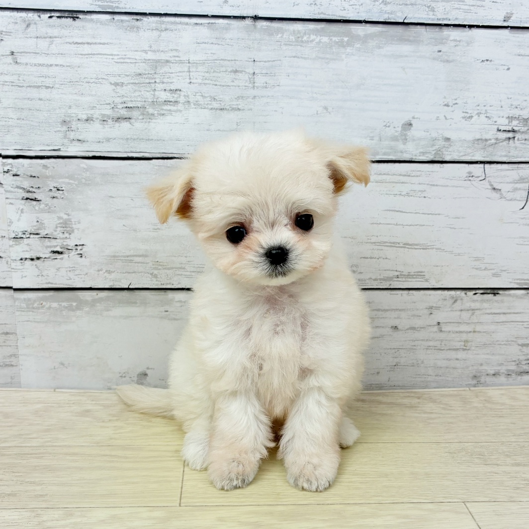 2026年2月4日生まれのチワマル/マルチワ(チワワ×マルチーズ)