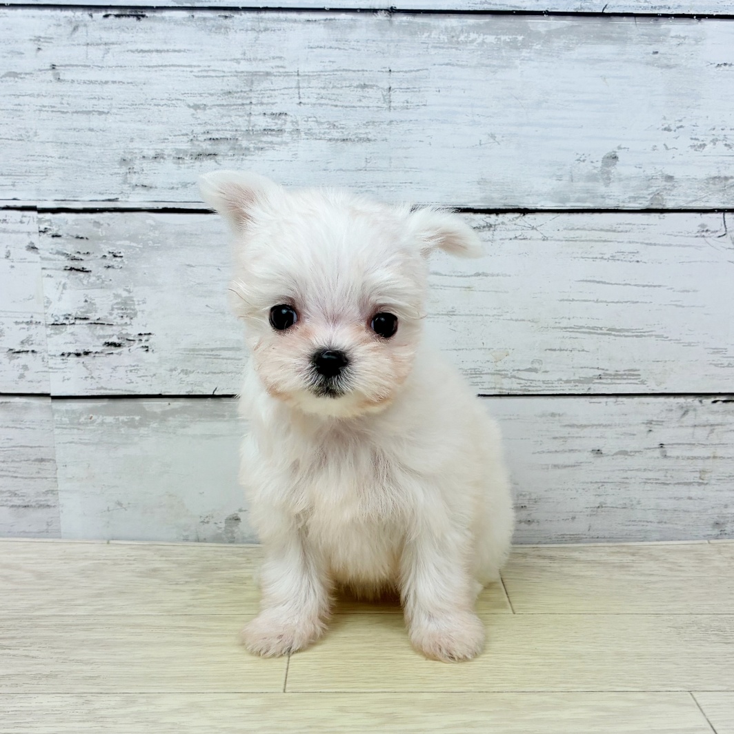 2026年2月4日生まれのチワマル/マルチワ(チワワ×マルチーズ)