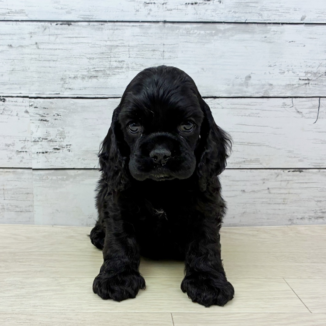 兵庫県のアメリカンコッカースパニエル (犬の家＆猫の里川西店/2026年2月5日生まれ/男の子/ブラック)の子犬の4枚目の画像