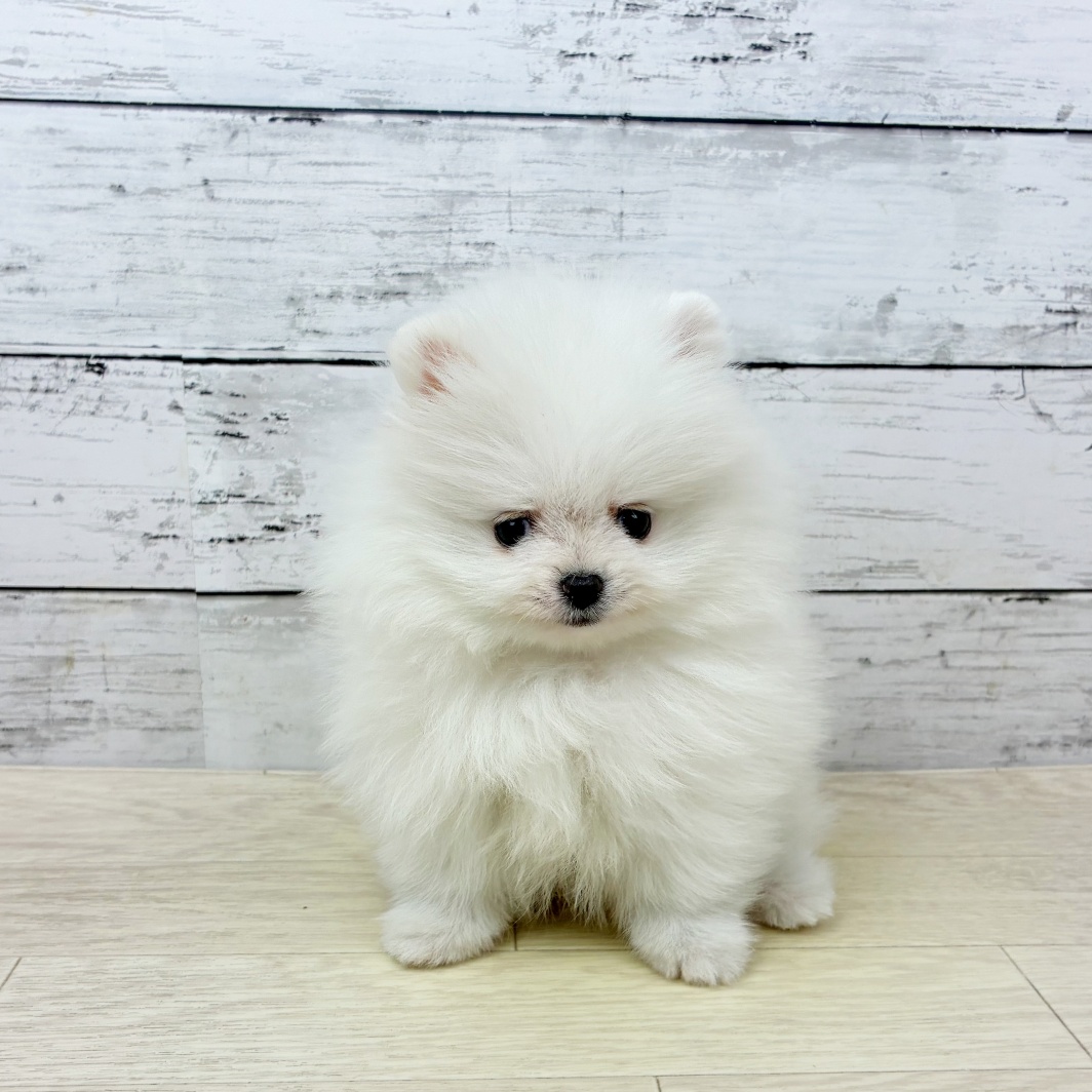 兵庫県のポメラニアン (犬の家＆猫の里川西店/2026年2月3日生まれ/女の子/ホワイト)の子犬