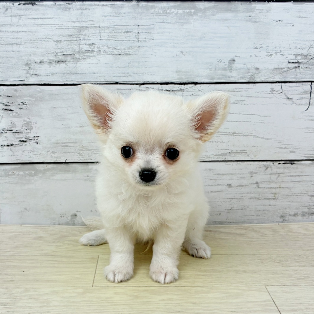 滋賀県のチワワ(ロング) (犬の家＆猫の里長浜店/2026年2月4日生まれ/男の子/クリーム)の子犬