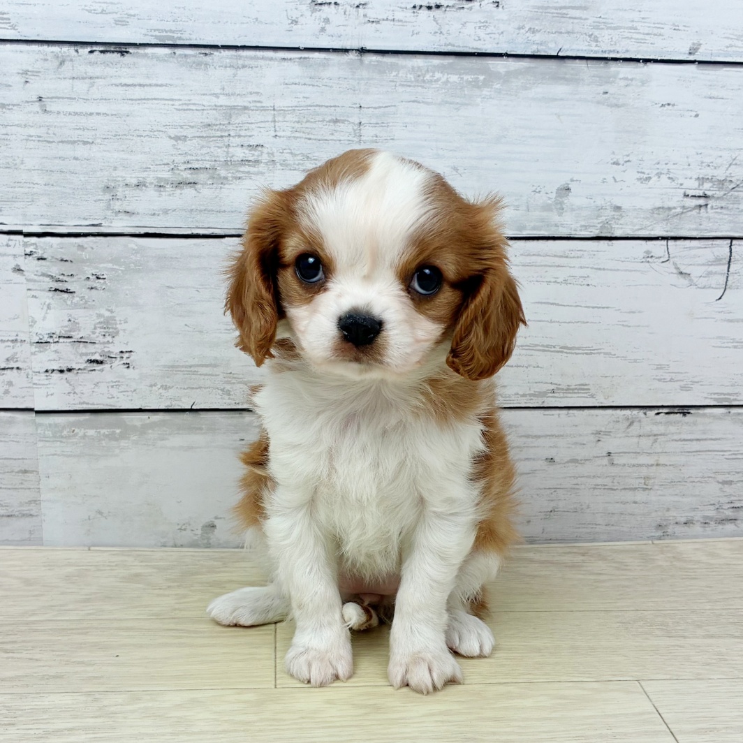 滋賀県のキャバリアキングチャールズスパニエル (犬の家＆猫の里近江八幡店/2026年2月3日生まれ/女の子/ブレンハイム)の子犬
