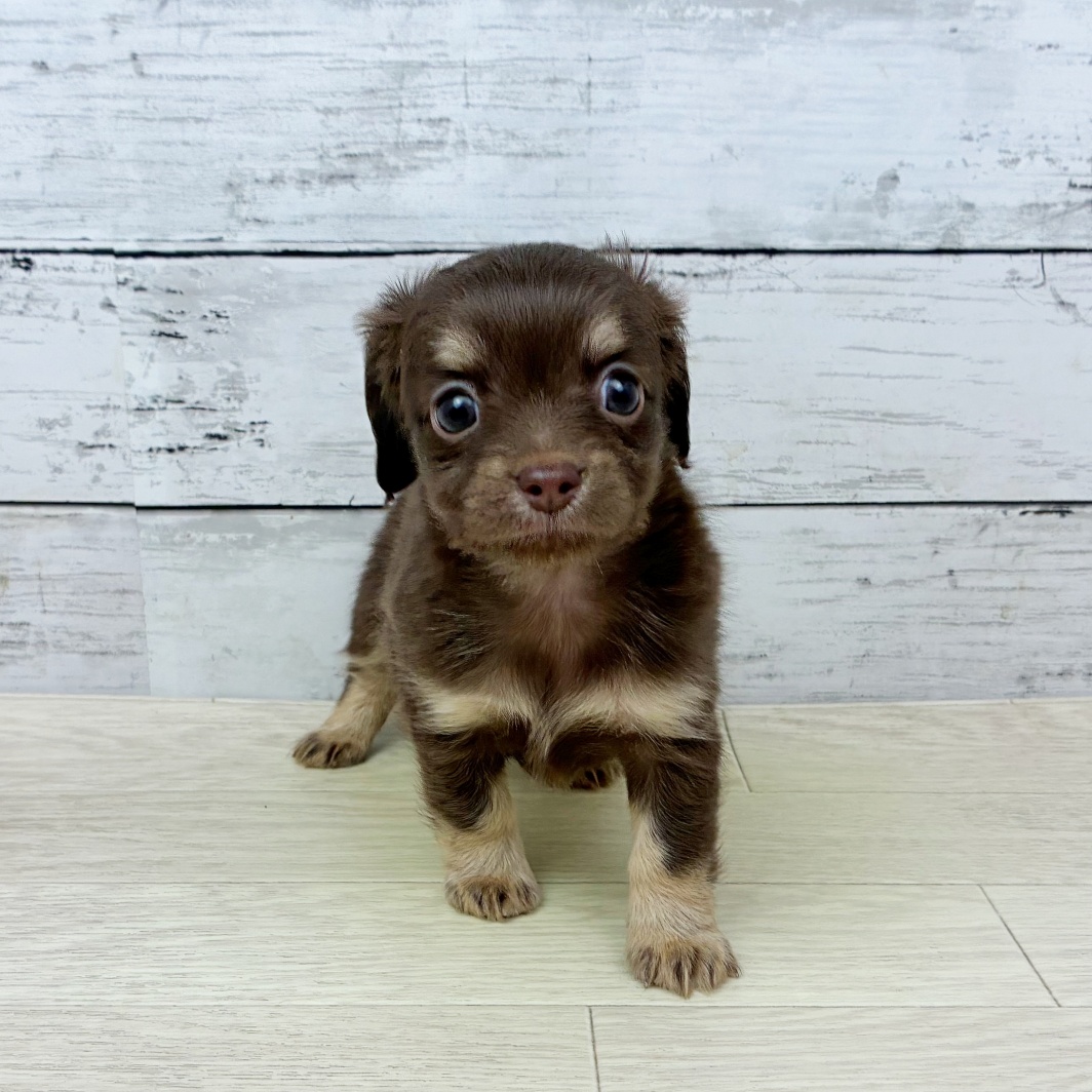 滋賀県のチワックス(チワワ×ダックス) (犬の家＆猫の里近江八幡店/2026年2月3日生まれ/女の子/チョコレートタン)の子犬