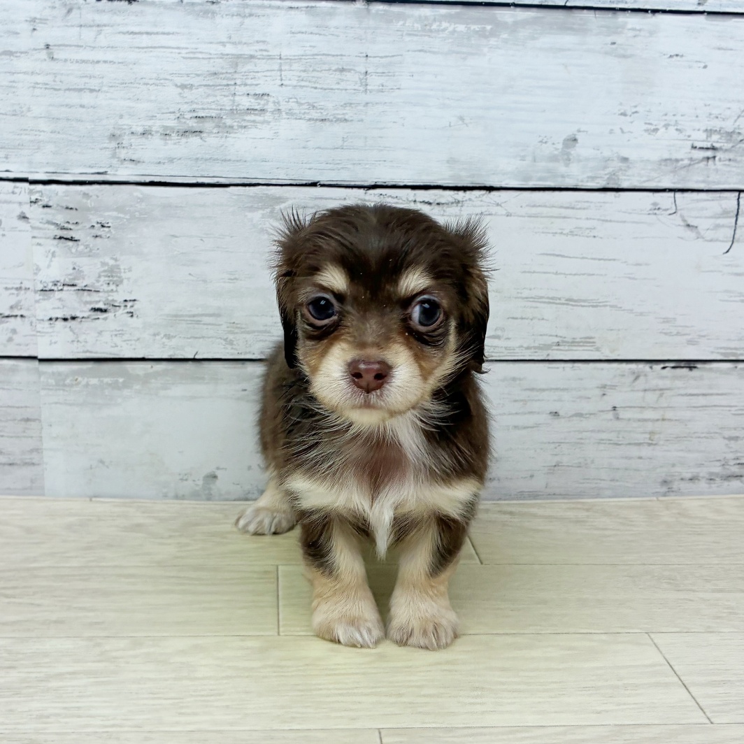 滋賀県のチワックス(チワワ×ダックス) (犬の家＆猫の里近江八幡店/2026年2月3日生まれ/男の子/チョコレートタン)の子犬