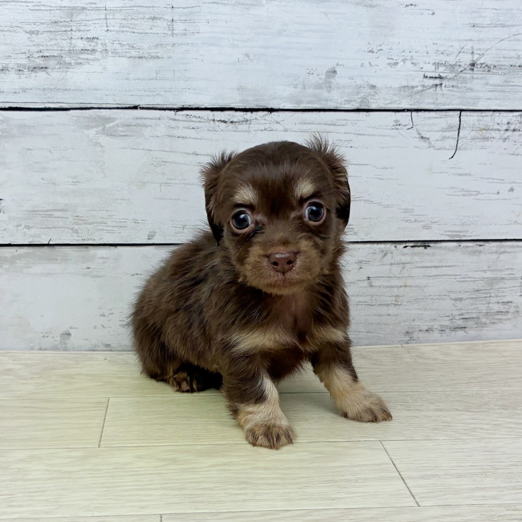 滋賀県のチワックス(チワワ×ダックス) (犬の家＆猫の里近江八幡店/2026年2月3日生まれ/女の子/チョコレートタン)の子犬