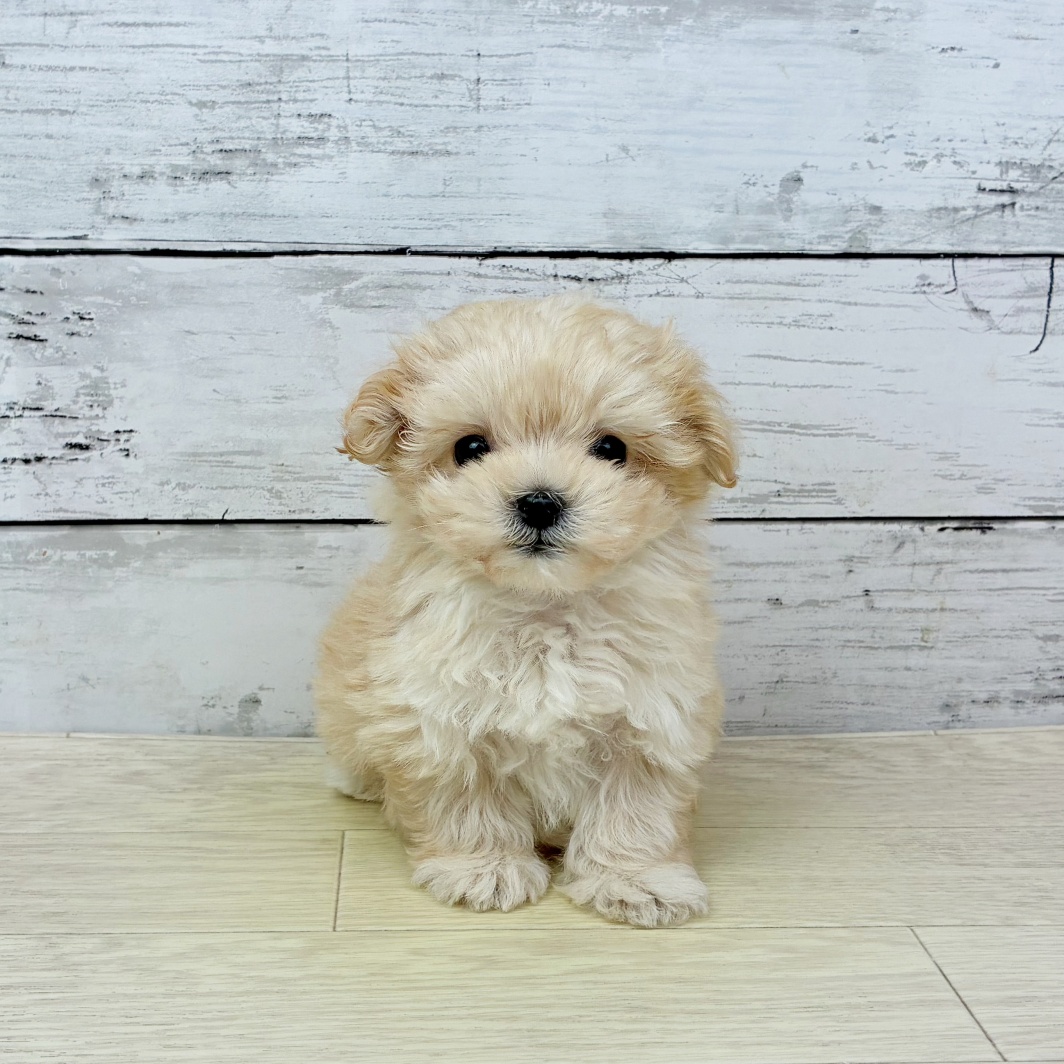 大阪府のマルプー(マルチーズ×プードル) (犬の家＆猫の里吹田店/2026年2月5日生まれ/女の子/クリーム)の子犬の2枚目の画像