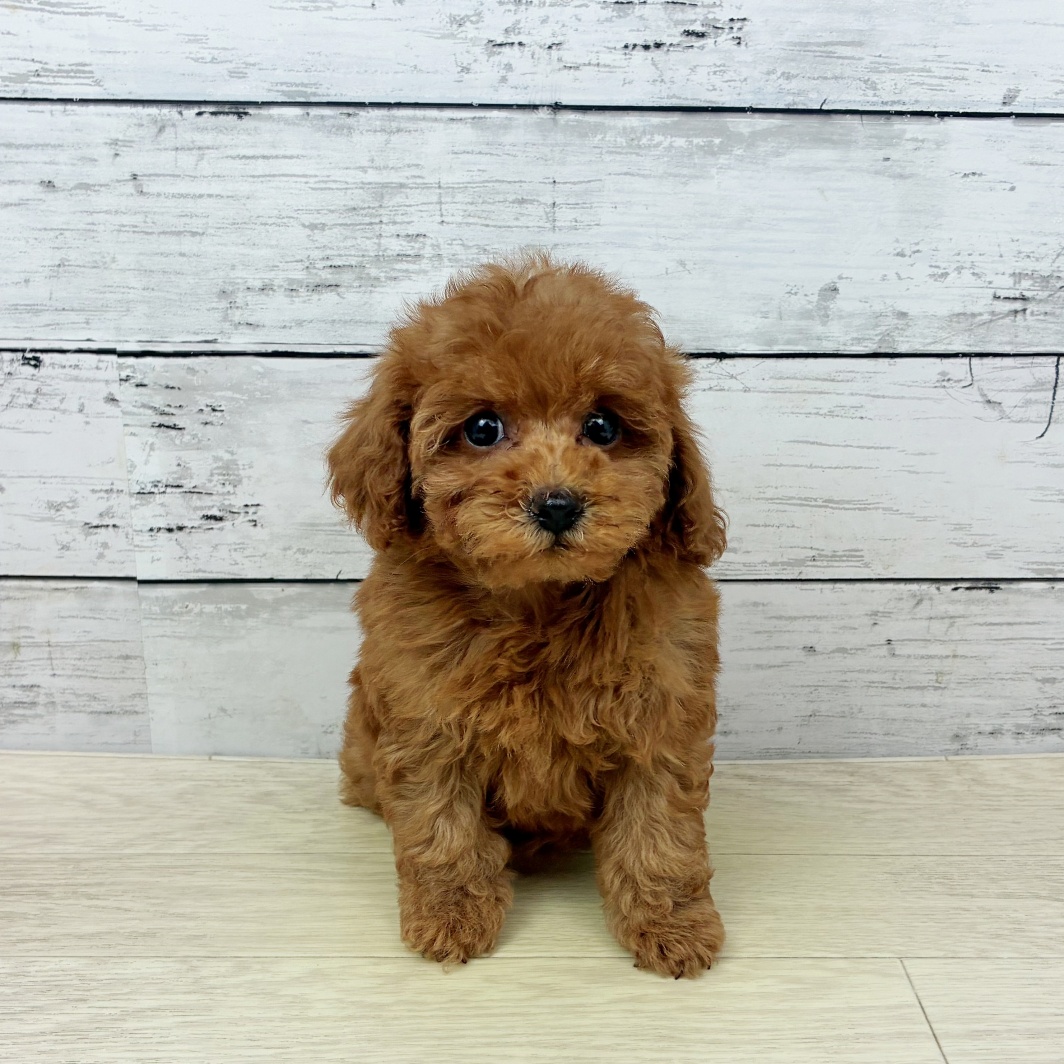 滋賀県のトイプードル(トイ) (犬の家＆猫の里近江八幡店/2026年2月5日生まれ/女の子/レッドフォーン)の子犬