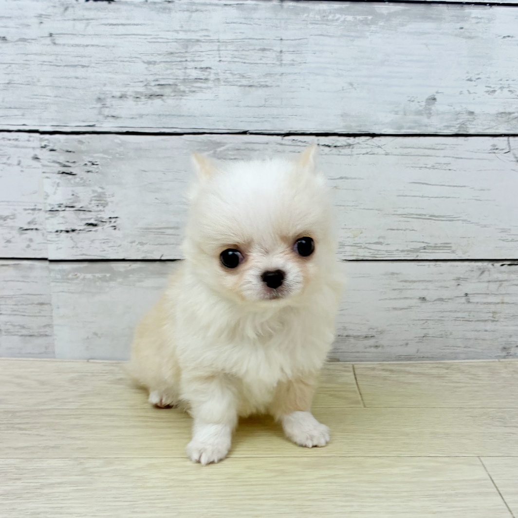 滋賀県のチワワ(ロング) (犬の家＆猫の里近江八幡店/2026年2月3日生まれ/男の子/クリームホワイト)の子犬