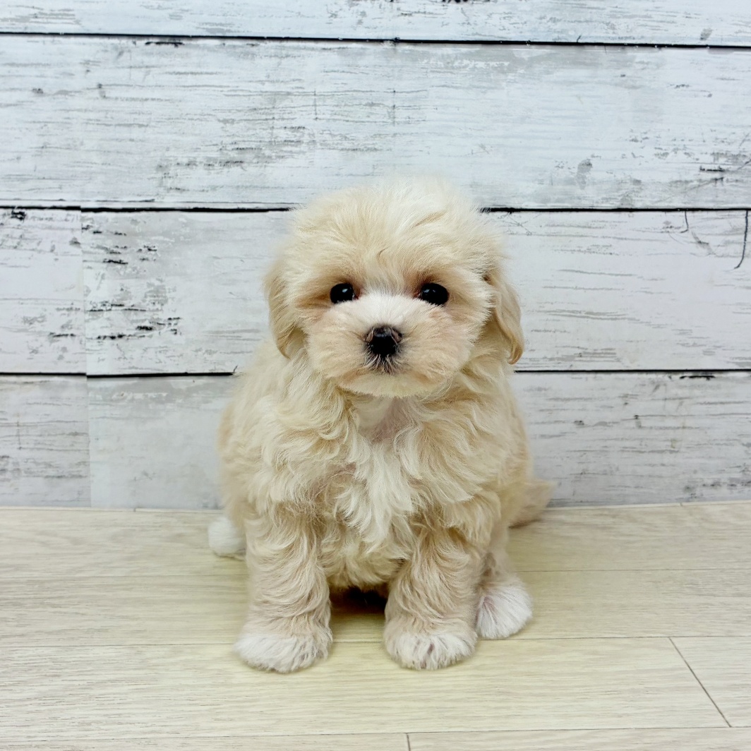 滋賀県のマルプー(マルチーズ×プードル) (犬の家＆猫の里近江八幡店/2026年2月3日生まれ/女の子/クリーム)の子犬