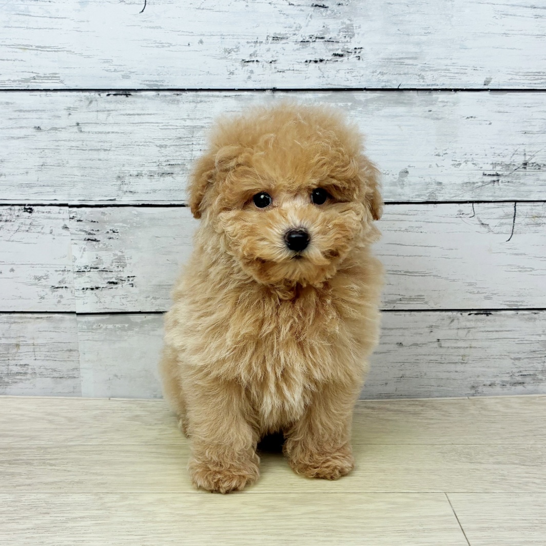 滋賀県のトイプードル(トイ) (犬の家＆猫の里近江八幡店/2026年1月30日生まれ/男の子/ペールフォーン)の子犬