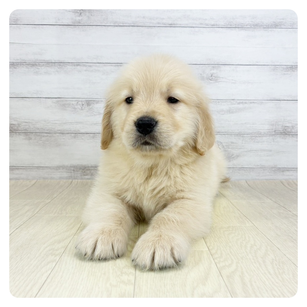 長野県のゴールデンレトリバー (犬の家＆猫の里長野店/2026年2月5日生まれ/男の子/ゴールデン)の子犬