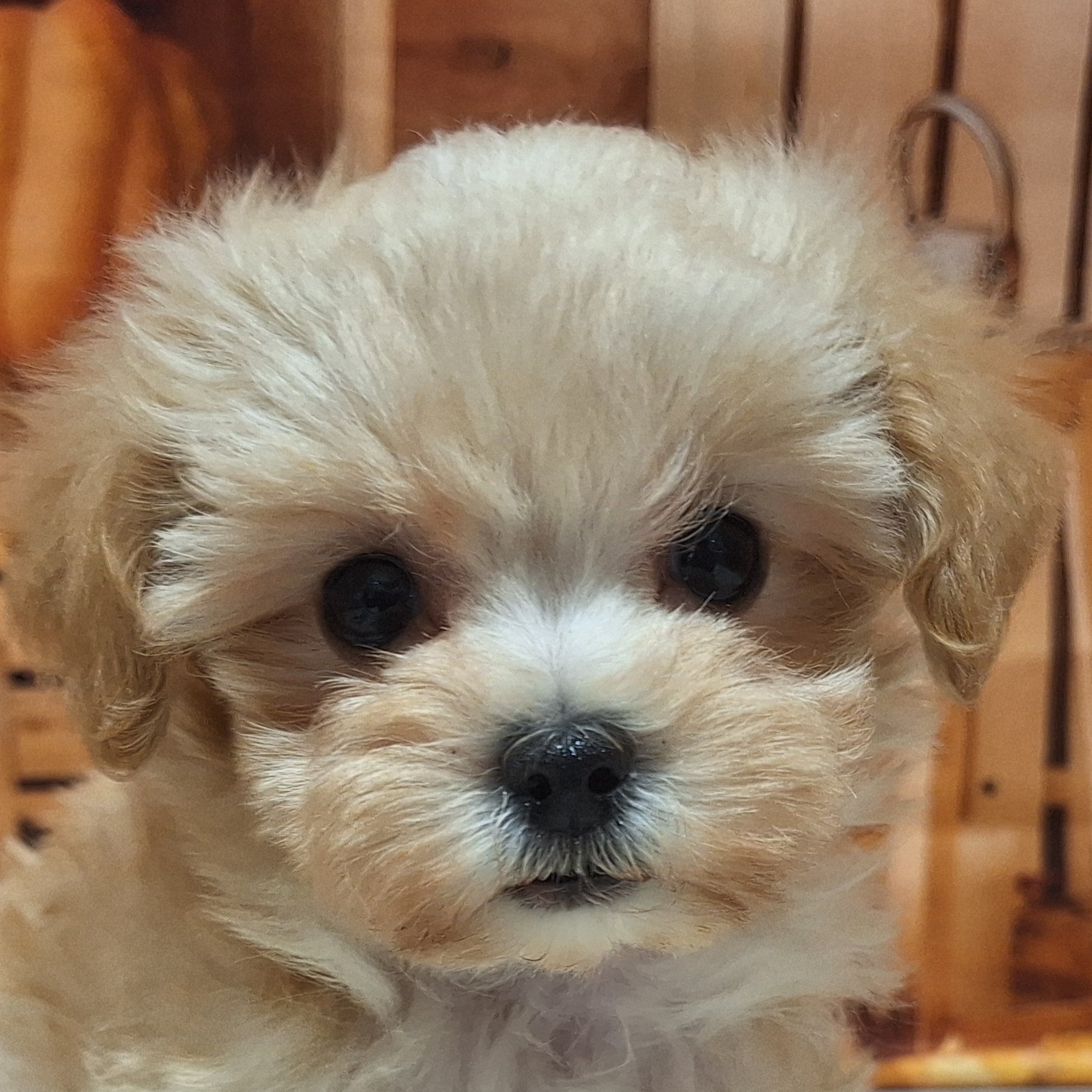 ハーフ犬男の子の写真