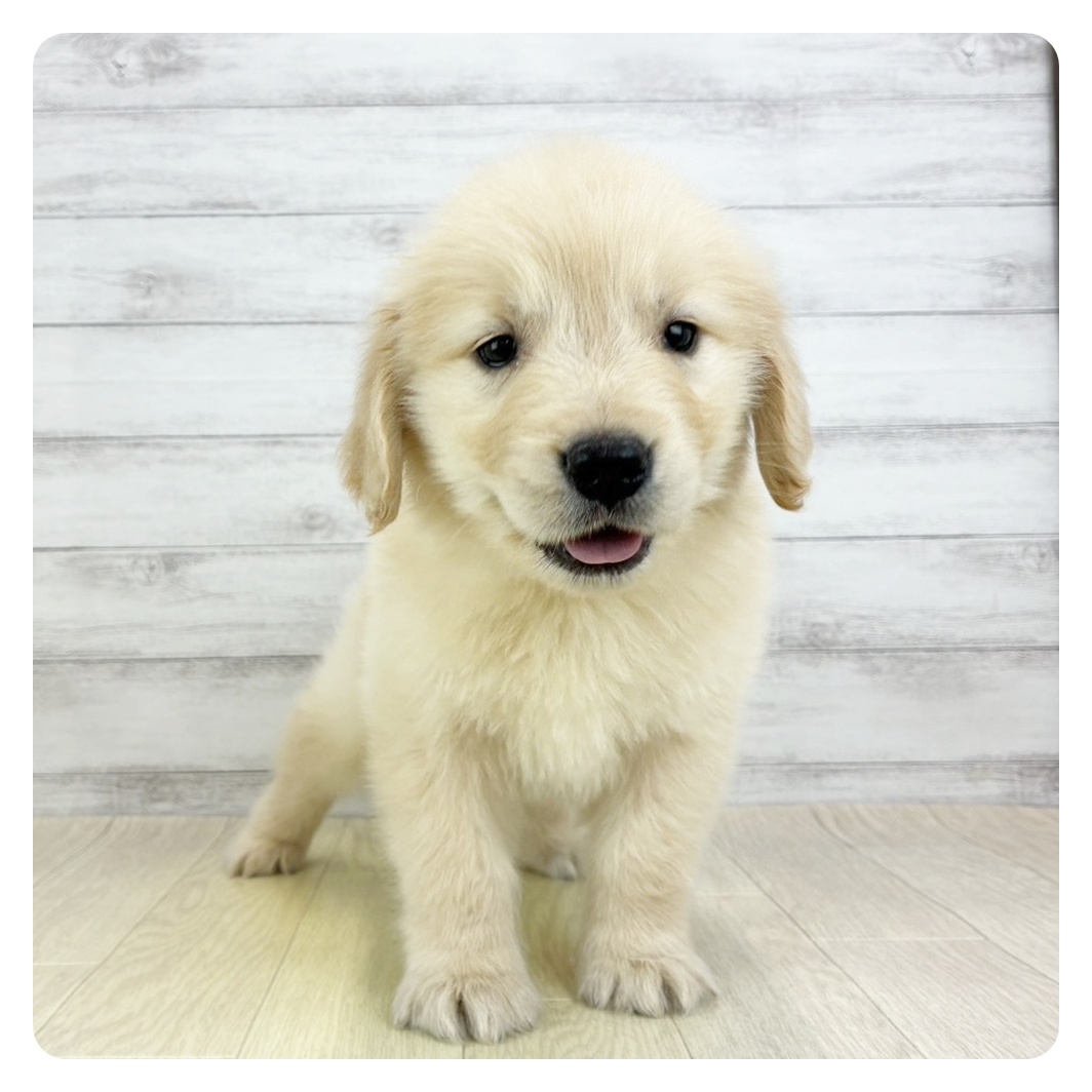 兵庫県のゴールデンレトリバー (犬の家＆猫の里ゆめタウン姫路店/2026年2月5日生まれ/男の子/ゴールデン)の子犬