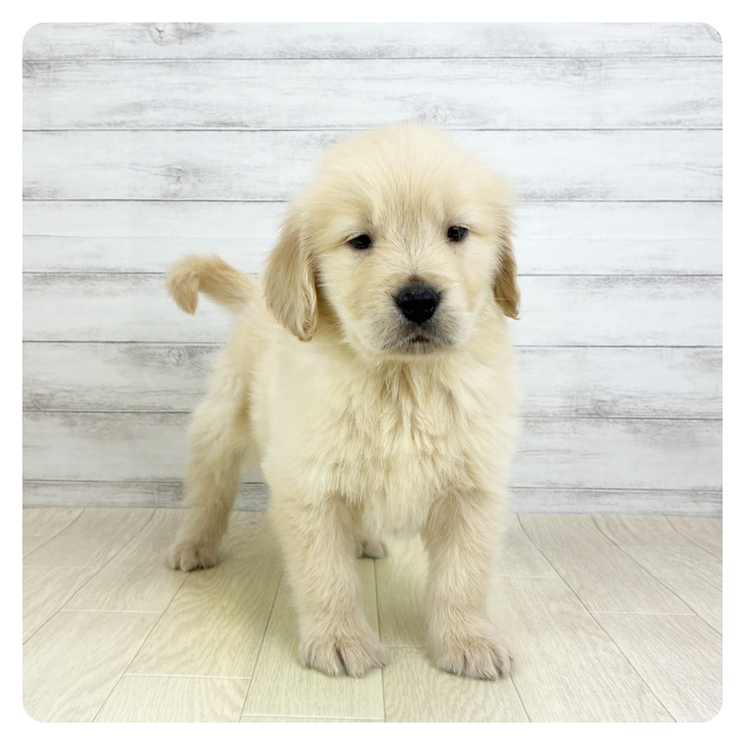 愛知県のゴールデンレトリバー (犬の家＆猫の里春日井本店/2026年2月5日生まれ/男の子/ゴールデン)の子犬