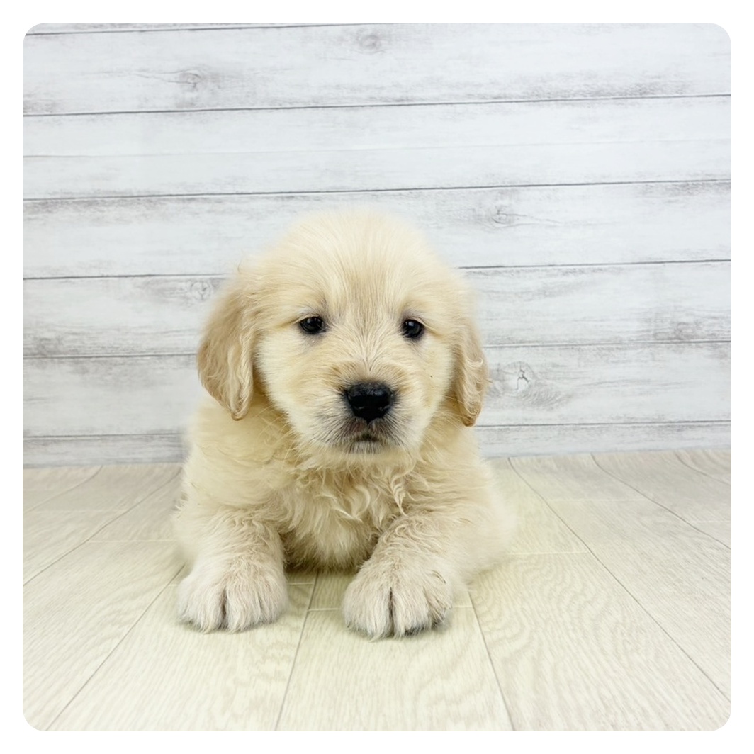 愛知県のゴールデンレトリバー (犬の家＆猫の里春日井本店/2026年2月5日生まれ/女の子/ゴールデン)の子犬