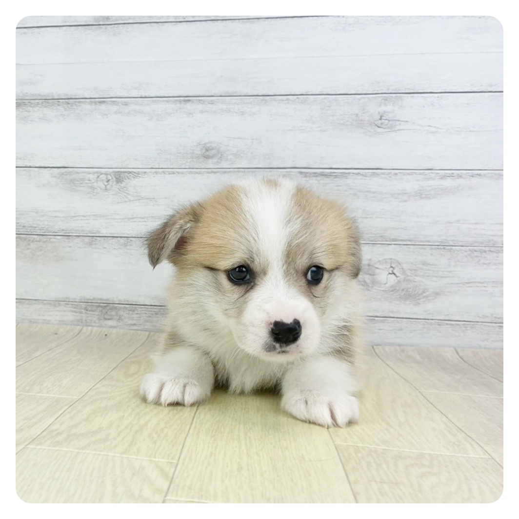 愛知県のウェルシュコーギーペンブローク (犬の家＆猫の里春日井本店/2026年2月5日生まれ/男の子/セーブルホワイト)の子犬