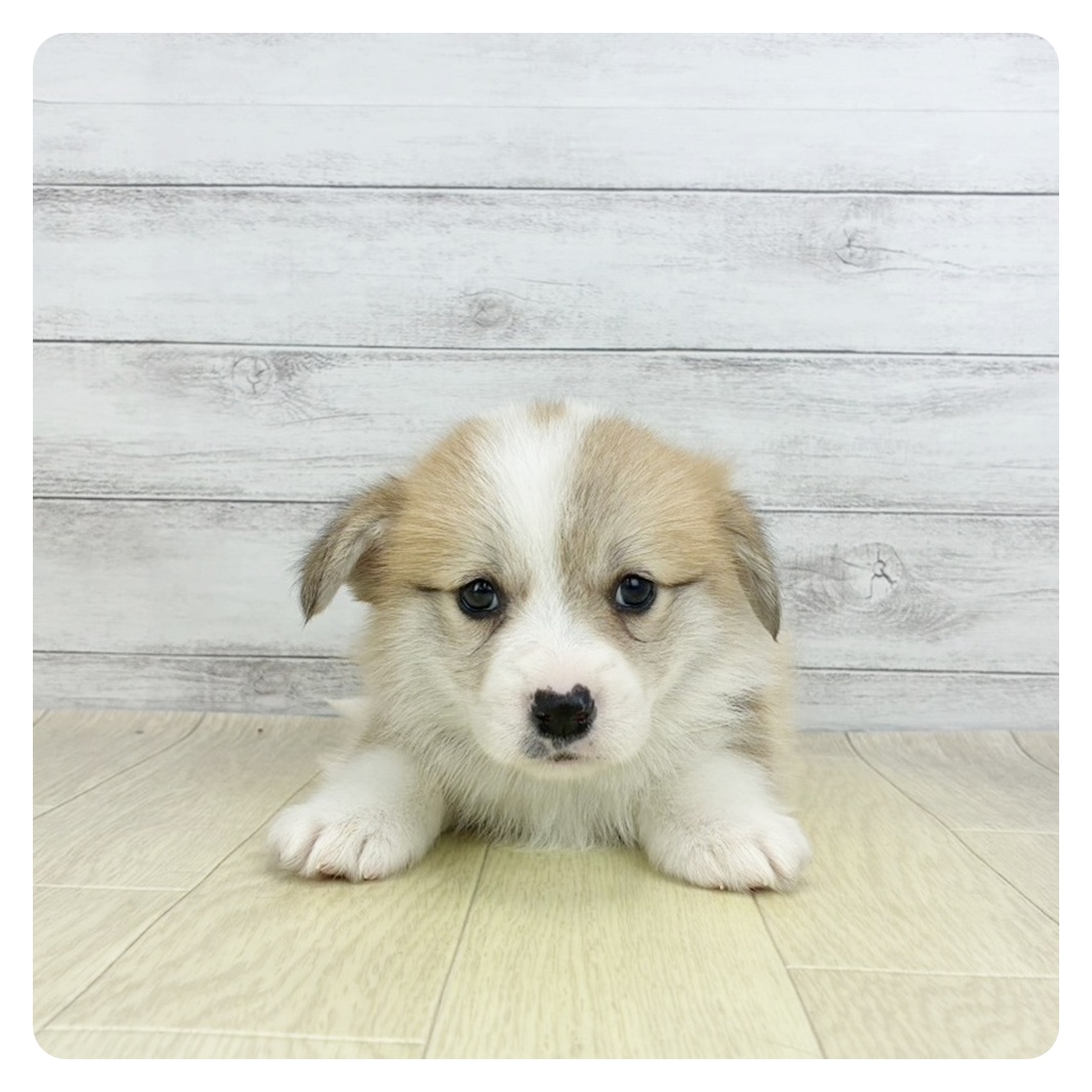 愛知県のウェルシュコーギーペンブローク (犬の家＆猫の里春日井本店/2026年2月5日生まれ/男の子/レッドホワイト)の子犬