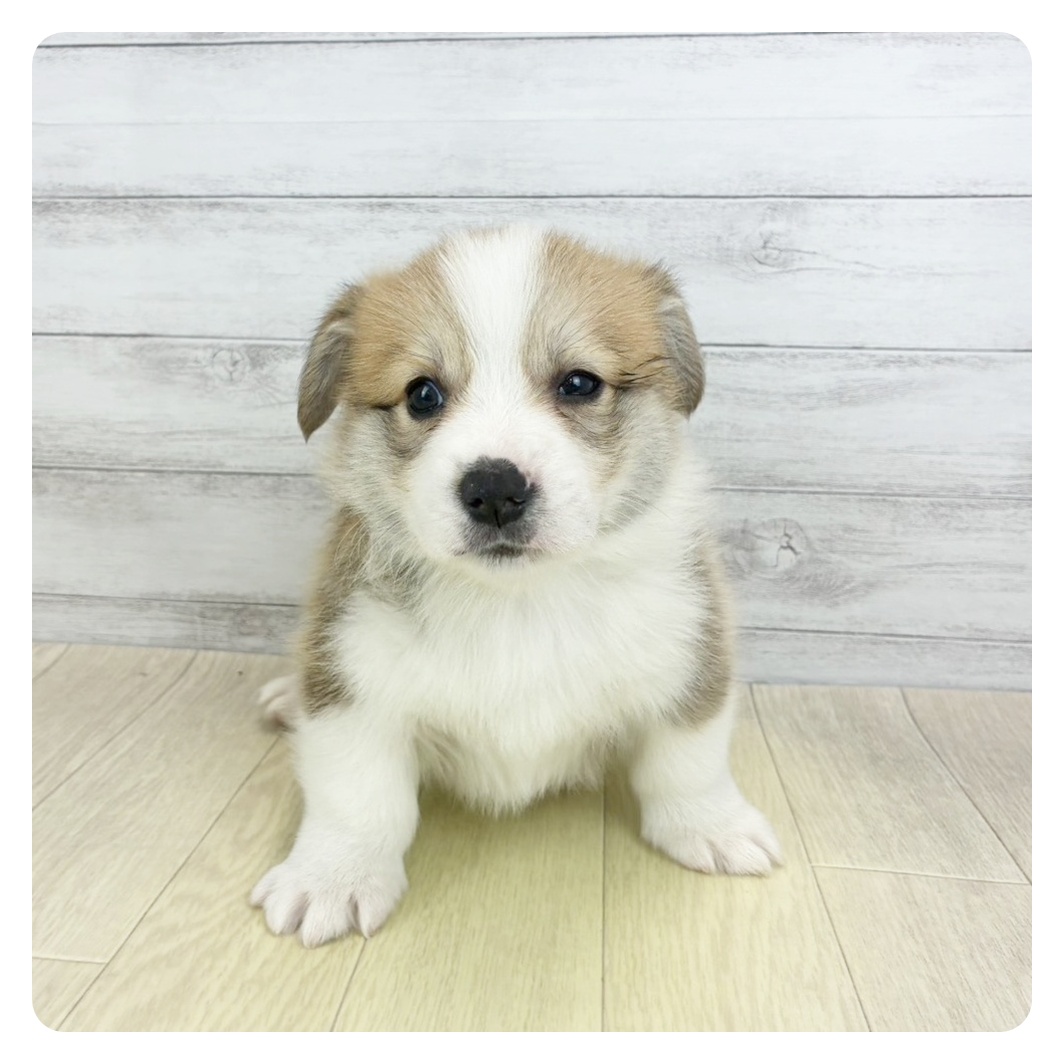 愛知県のウェルシュコーギーペンブローク (犬の家＆猫の里春日井本店/2026年2月5日生まれ/男の子/セーブルホワイト)の子犬
