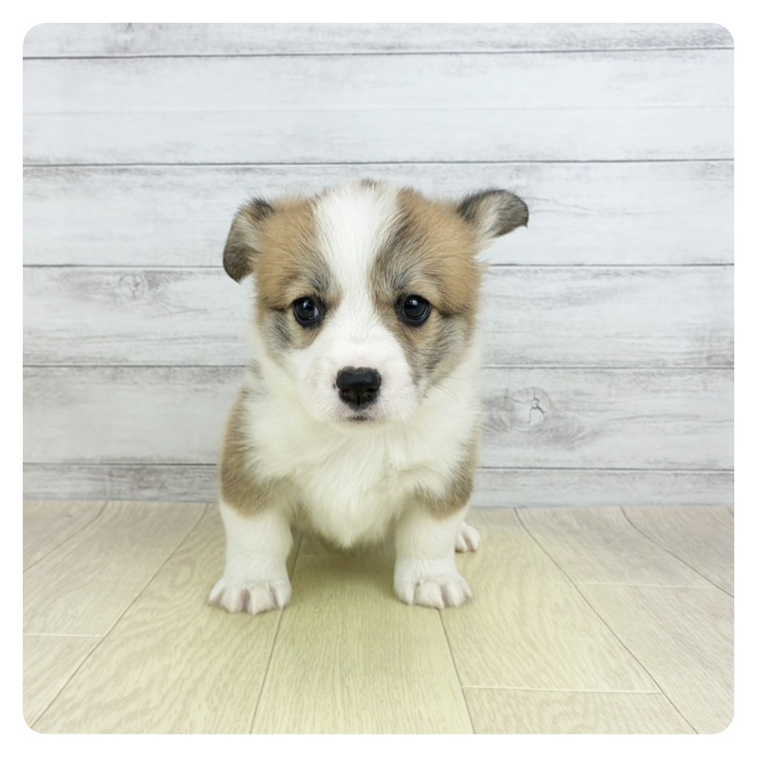 愛知県のウェルシュコーギーペンブローク (犬の家＆猫の里春日井本店/2026年2月5日生まれ/女の子/セーブルホワイト)の子犬