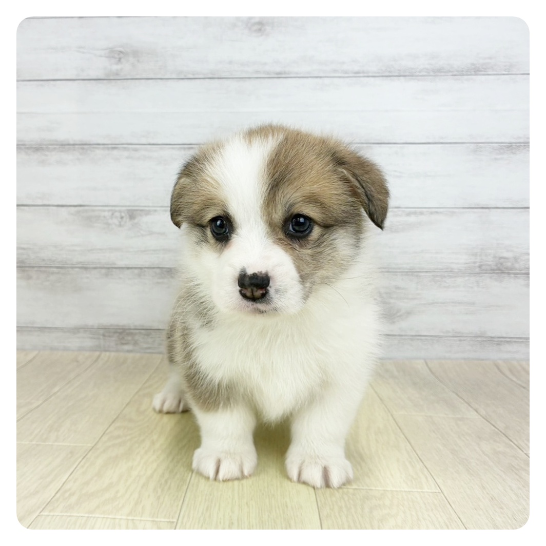 愛知県のウェルシュコーギーペンブローク (犬の家＆猫の里春日井本店/2026年2月5日生まれ/女の子/セーブルホワイト)の子犬