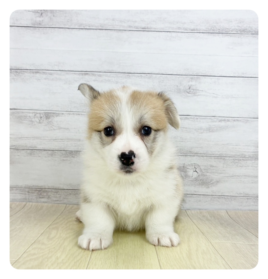 愛知県のウェルシュコーギーペンブローク (犬の家＆猫の里春日井本店/2026年2月5日生まれ/女の子/セーブルホワイト)の子犬