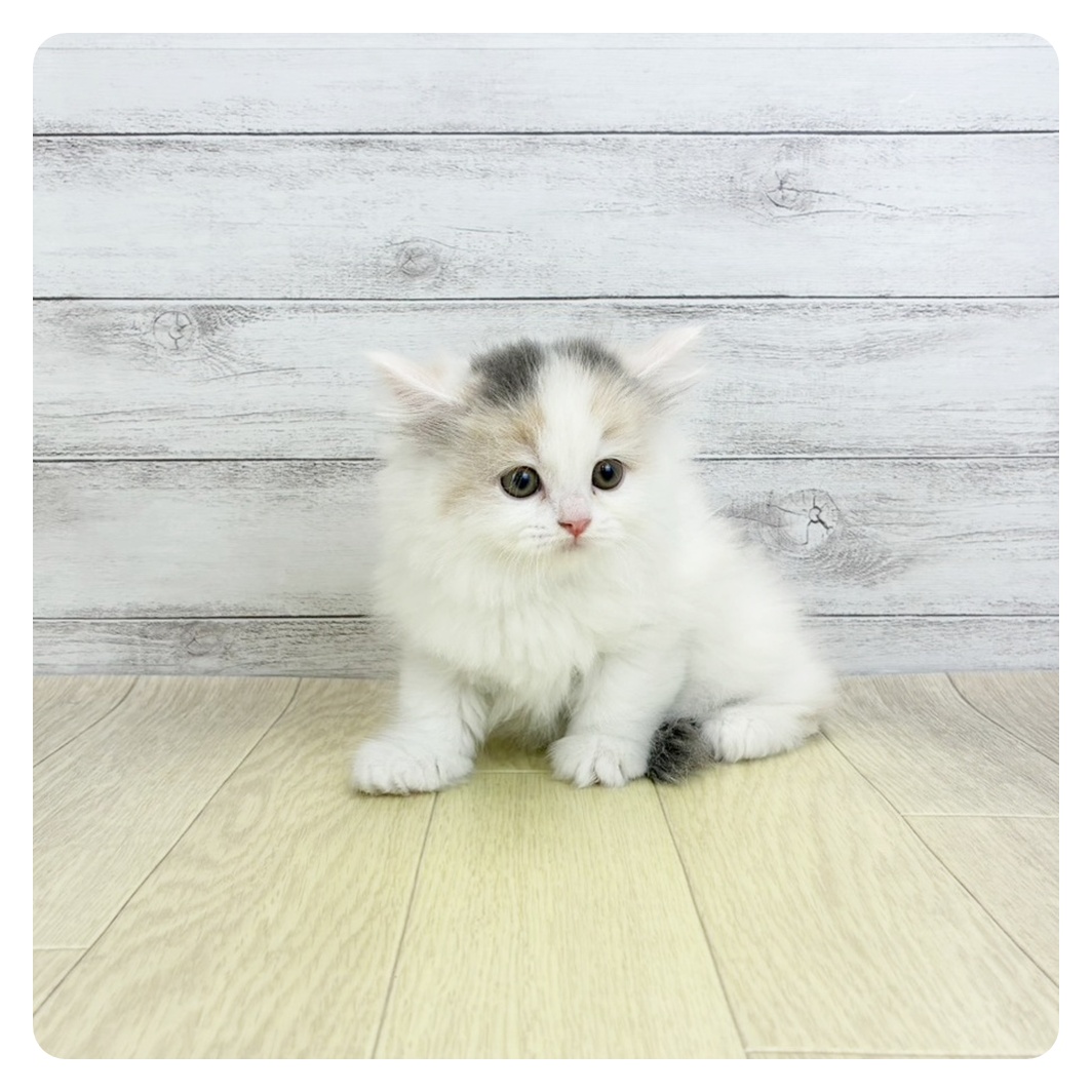 2026年2月5日生まれのミヌエット