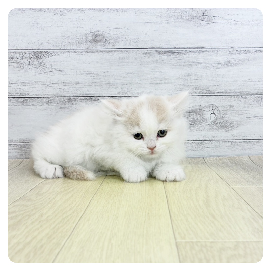 2026年2月5日生まれのミヌエット