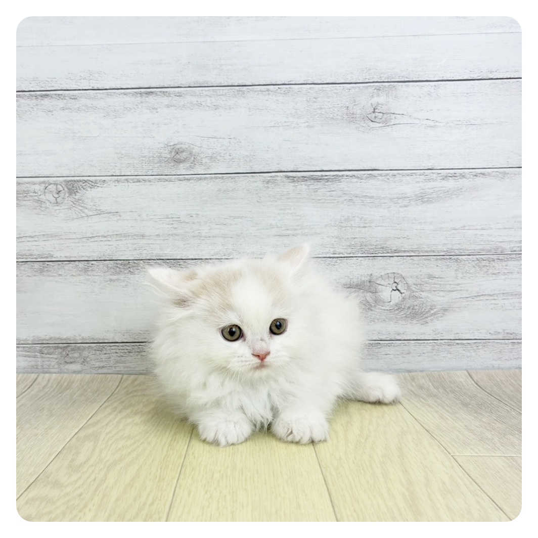 2026年2月5日生まれのミヌエット