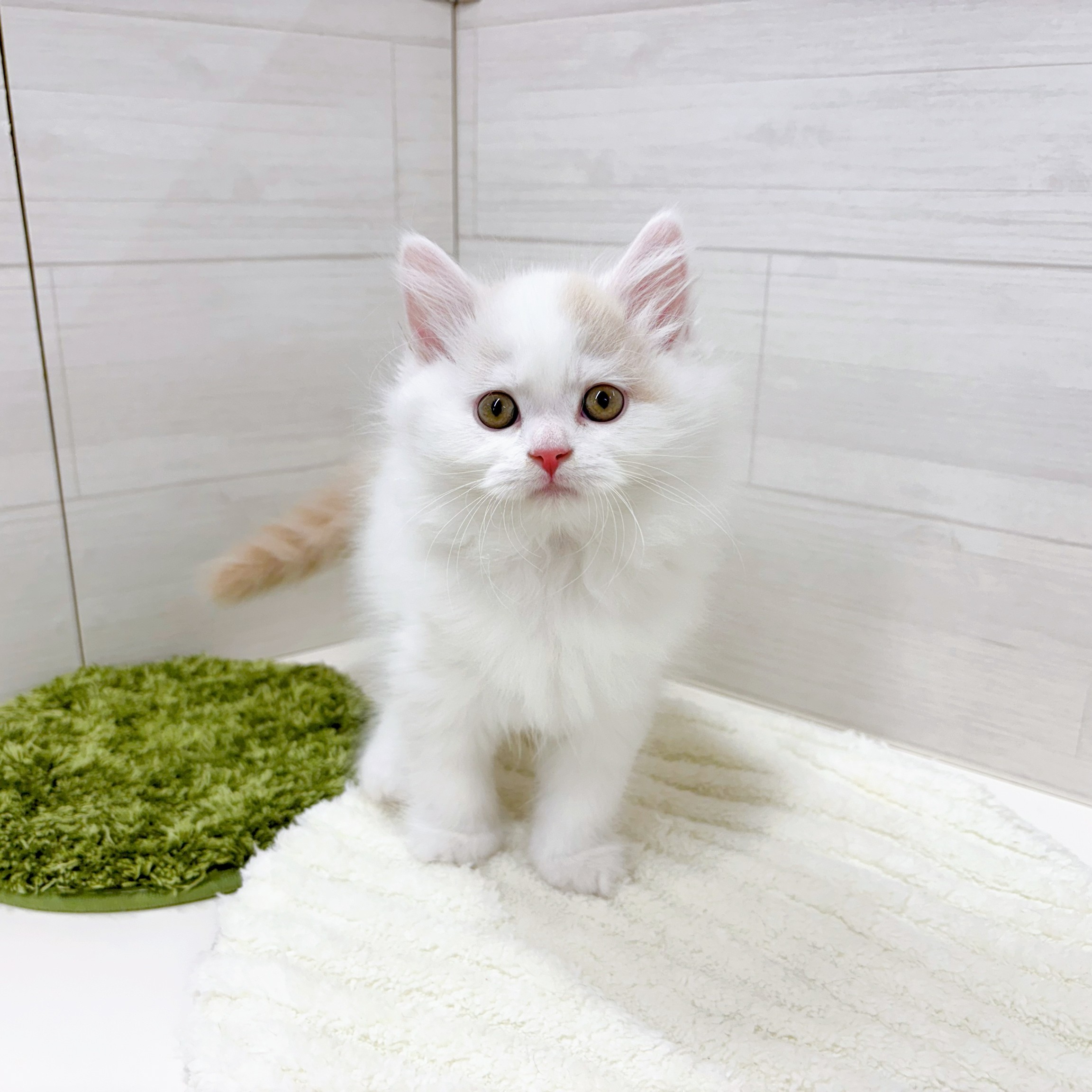 石川県のミヌエット (犬の家＆猫の里アミーゴ金沢おこばた店/2026年2月5日生まれ/男の子/クリームタビーホワイトバン)の子猫の1枚目の画像