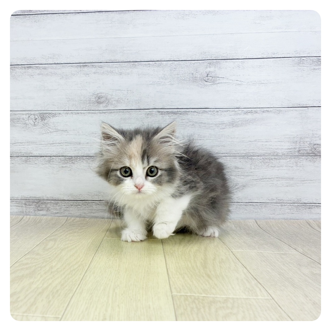 愛知県のサイベリアン (犬の家＆猫の里春日井本店/2026年2月5日生まれ/女の子/ブルーパッチドタビーホワイト)の子猫