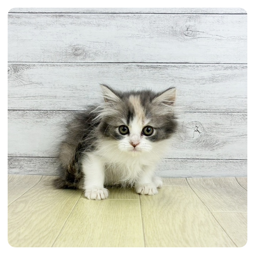 愛知県のサイベリアン (犬の家＆猫の里春日井本店/2026年2月5日生まれ/女の子/ブルーパッチドタビーホワイト)の子猫